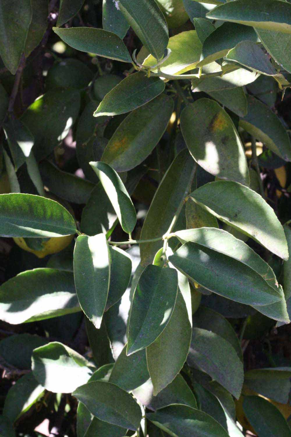              Shade leaves (Riverside, CA)       